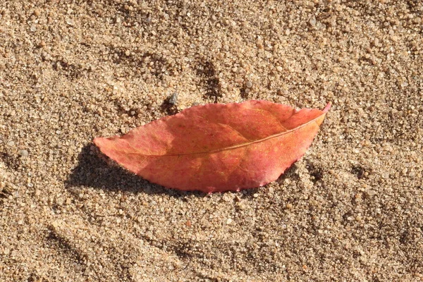Folhas Outono Estão Areia Folhas Outono — Fotografia de Stock