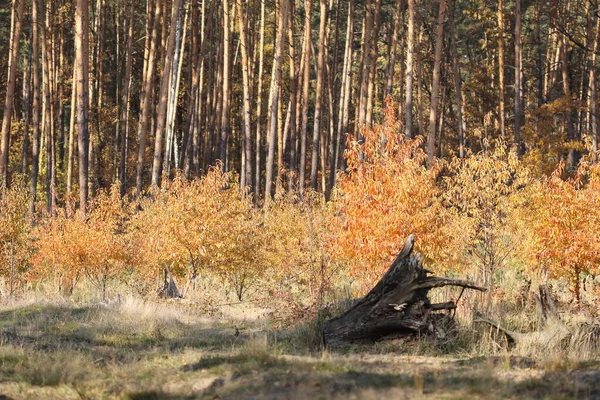 Jesienne Krajobrazy Leśne Jesień Przyszła Lasu — Zdjęcie stockowe