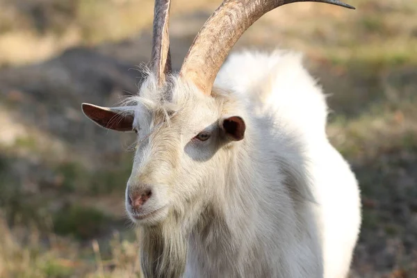 Goat Muzzle Close Goat Live Autumn Forest Goat Eating Grass — Stock Photo, Image
