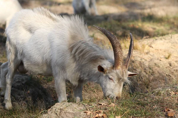 Uma Manada Cabras Pastoreia Floresta Outono Cabras Comem Grama Floresta — Fotografia de Stock