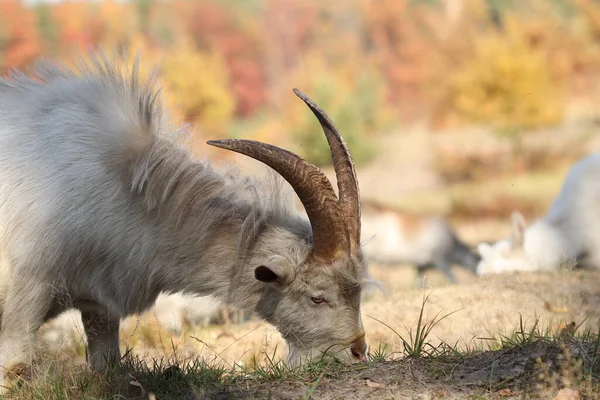 Herd Goats Grazes Autumn Forest Goats Eat Grass Forest — Stock Photo, Image
