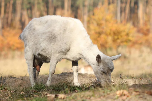 Stado Kóz Wypasa Się Jesiennym Lesie Kozy Jedzą Trawę Lesie — Zdjęcie stockowe