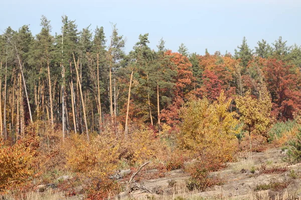 Paisagens Florestais Outono Outono Chegou Floresta — Fotografia de Stock