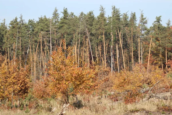 Paisagens Florestais Outono Outono Chegou Floresta — Fotografia de Stock