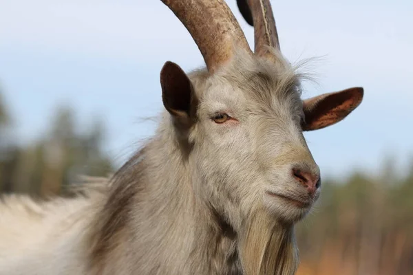 Moncong Kambing Close Kambing Akan Hidup Hutan Musim Gugur Kambing — Stok Foto