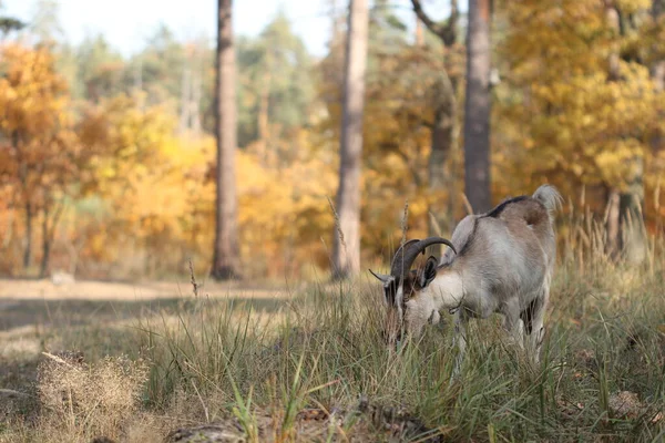 Stádo Koz Pasou Podzimním Lese Kozy Jedí Trávu Lese — Stock fotografie