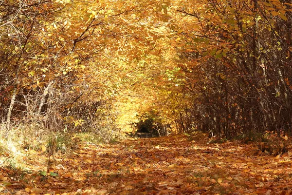 가을에 의나무 들에서 노랗게 되었다 — 스톡 사진