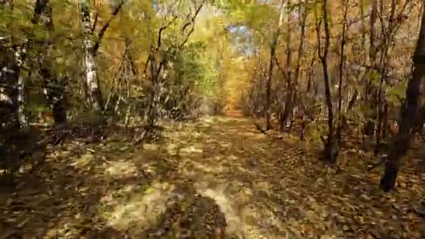 Ветвях Деревьев Жёлтые Листья Лесные Осенние Пейзажи Живописный Вид Лесной — стоковое видео