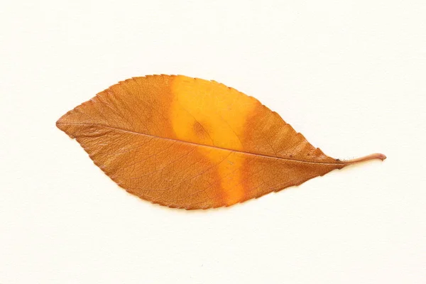 Сухие Осенние Листья Деревьев Светлом Фоне — стоковое фото