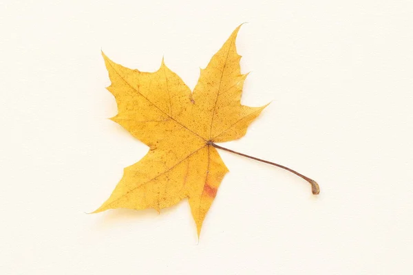 Hojas Secas Otoño Árboles Sobre Fondo Claro — Foto de Stock