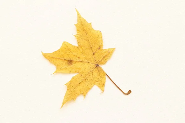 Dry Autumn Leaves Trees Light Background — Stock Photo, Image