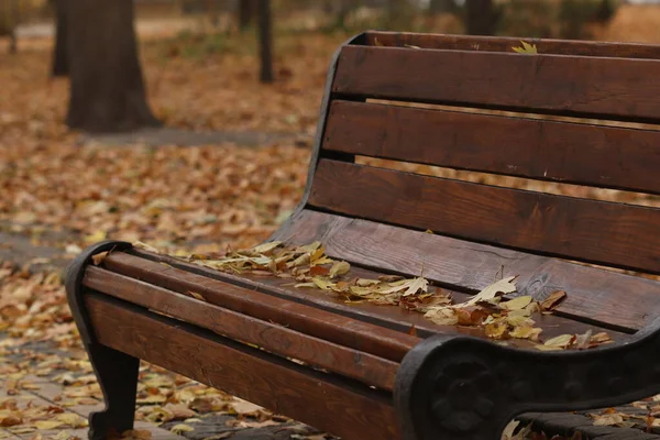 Levelek Padon Fák Levelei Lehullottak Egy Padra Egy Őszi Parkban — Stock Fotó