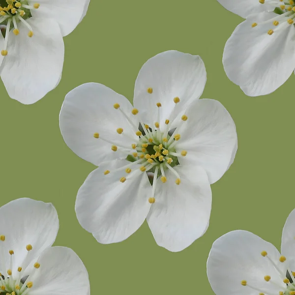 Třešeň Bílé Květy Bezešvé Vzor Bílé Třešňové Květy — Stock fotografie