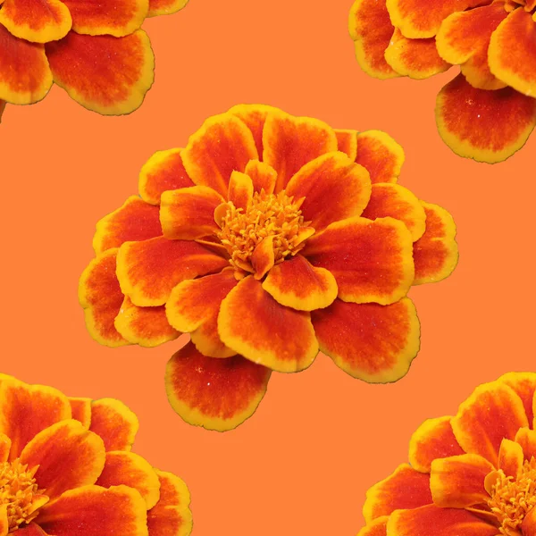 Nahtloses Muster Aus Orangefarbenen Monotonen Blüten Orangenblüte — Stockfoto