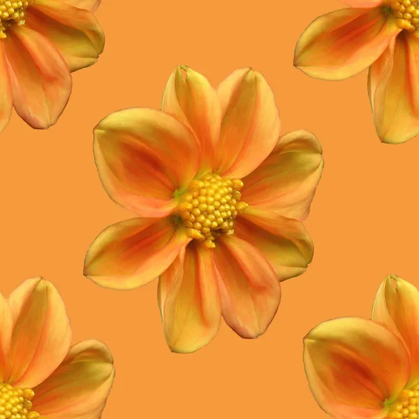 Modello Senza Cuciture Dal Fiore Dalia Arancione Ardente Orange Dahlia — Foto Stock