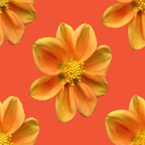 Modello Senza Cuciture Dal Fiore Dalia Arancione Ardente Orange Dahlia — Foto Stock