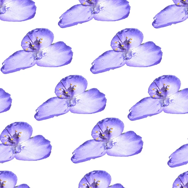 Seamless Pattern Made Blue Flower Blue Flower — Stock Photo, Image