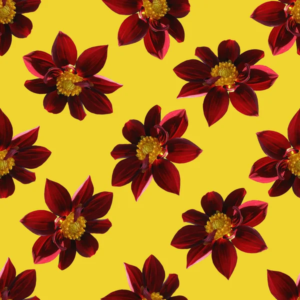 Burgundský Dahlia Květinový Bezproblémový Vzor Struktura Vínové Květinky Dahlia — Stock fotografie