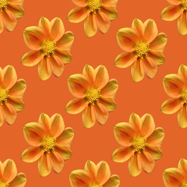 Modello Senza Cuciture Fiore Dalia Arancione Fiore Dalia Arancione Fuoco — Foto Stock