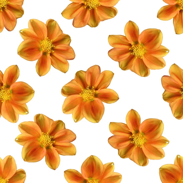 Oranžový Dahlia Květinový Bezešvý Vzor Ohnivě Oranžová Květina Dahlia — Stock fotografie
