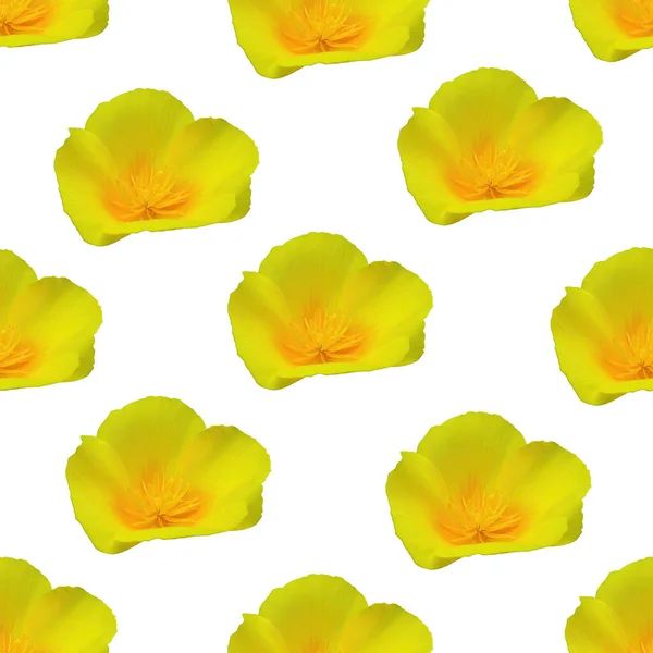 Gelbe Blume Nahtloses Muster Gelbe Blütenstruktur — Stockfoto