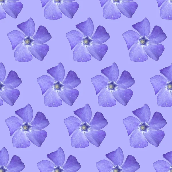 Azul Periwinkle Flor Sem Costura Padrão Flor Azul Periwinkle — Fotografia de Stock