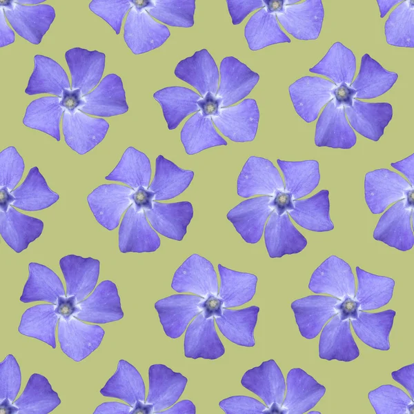 蓝色花被花无缝图案 蓝色的长春花 — 图库照片
