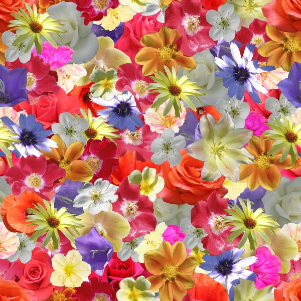 Flores Multicolores Patrón Sin Costura Patrón Sin Costura Diferentes Colores —  Fotos de Stock