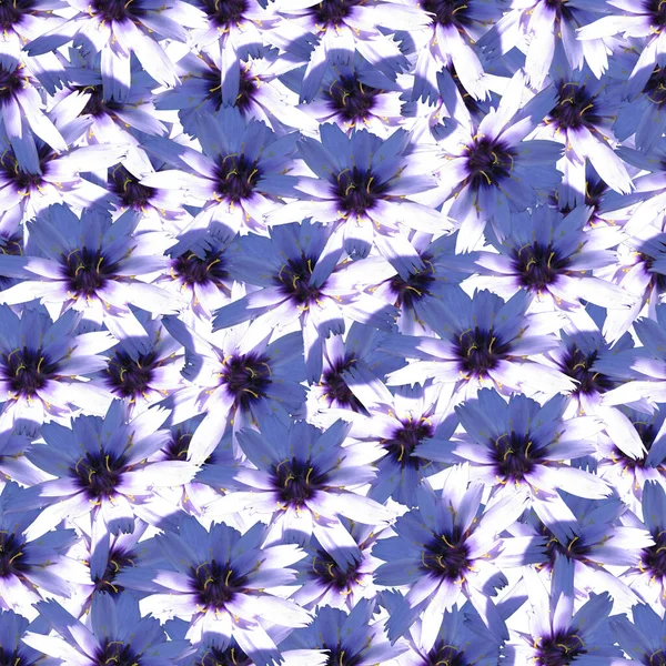Голубые Цветы Печати Узор Фон Голубых Цветов — стоковое фото