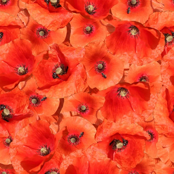 Flori Mac Roșu Model Fără Sudură Fundal Din Flori Roșii — Fotografie, imagine de stoc