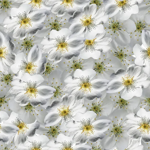 Witte Bloemen Naadloos Patroon Achtergrond Van Witte Bloemen — Stockfoto