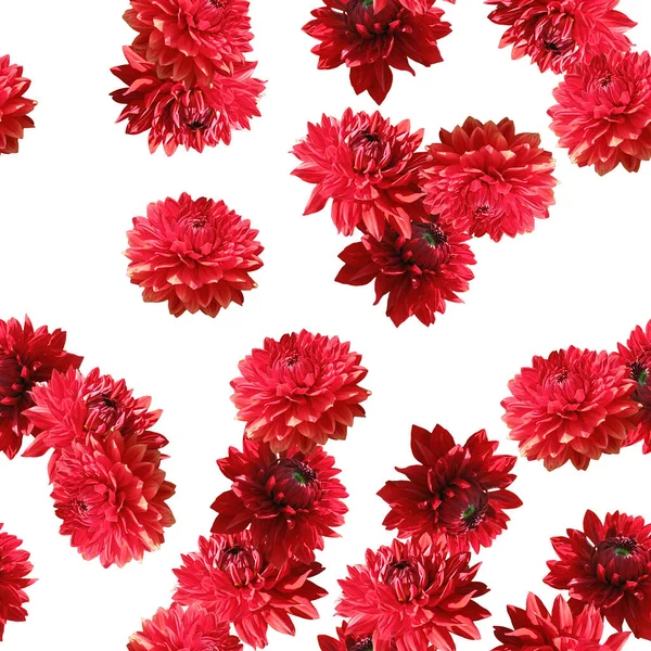 Dahlia Flores Vermelhas Padrão Sem Costura Lindas Flores Vermelhas Dahlia — Fotografia de Stock