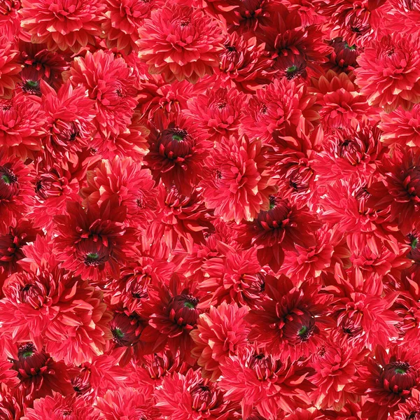 Dahlia Flores Vermelhas Padrão Sem Costura Lindas Flores Vermelhas Dahlia — Fotografia de Stock