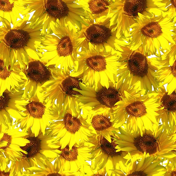 Girassol Flores Amarelas Padrão Sem Costura Lindas Flores Amarelas Girassol — Fotografia de Stock