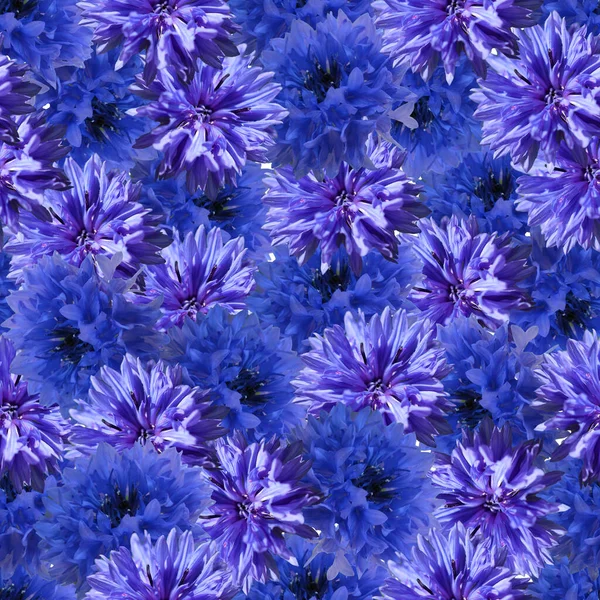 Cornflower Flores Azuis Padrão Sem Costura Lindas Flores Azuis Cornflower — Fotografia de Stock