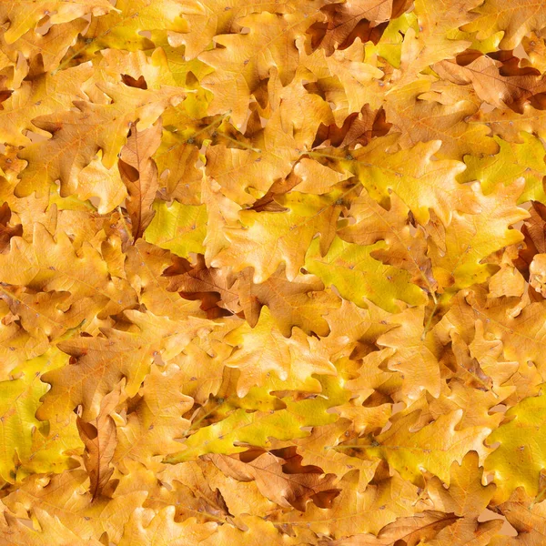 Herbst Eiche Blätter Nahtlose Muster Eichenblätter — Stockfoto