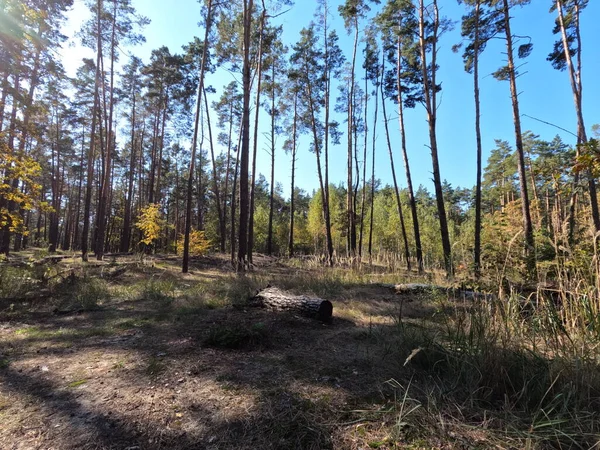 Skogslandskapet Solig Höstdag Blå Himmel Över Skogen — Stockfoto