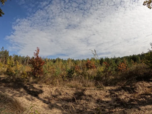 Krajobraz Lasu Słoneczny Jesienny Dzień Błękitne Niebo Nad Lasem — Zdjęcie stockowe