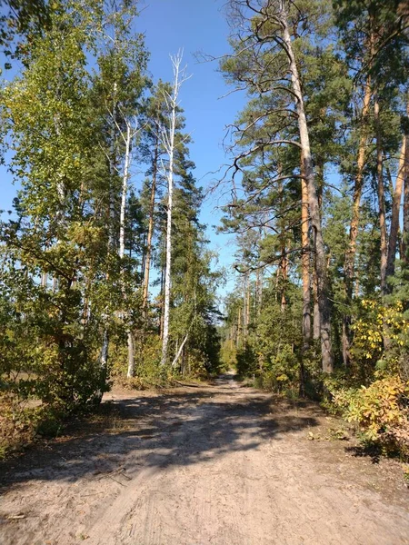 Skogslandskapet Solig Höstdag Blå Himmel Över Skogen — Stockfoto