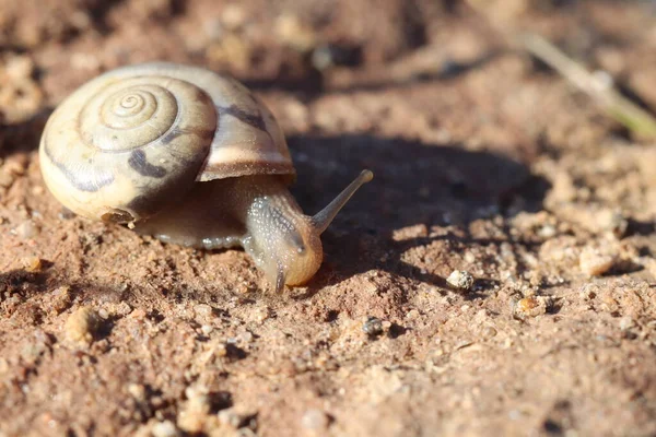 Una Piccola Lumaca Striscia Lungo Terreno Primo Piano Della Lumaca — Foto Stock