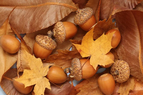 Složení Žaludy Suché Podzimní Listy Stromů Suché Listy Žaludy Stromů — Stock fotografie