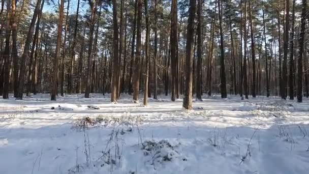 迷人的森林景观 森林里下了很多雪 — 图库视频影像