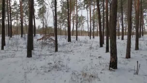 Prachtige Winterlandschappen Wandelen Het Winterbos Veel Sneeuw Viel Het Bos — Stockvideo