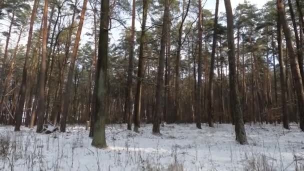 Gyönyörű Téli Tájak Sétálj Téli Erdőben Télen Sok Esett Erdőben — Stock videók
