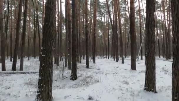 Prachtige Winterlandschappen Wandelen Het Winterbos Veel Sneeuw Viel Het Bos — Stockvideo