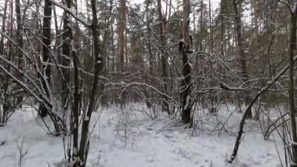 Gyönyörű Téli Tájak Sétálj Téli Erdőben Télen Sok Esett Erdőben — Stock videók