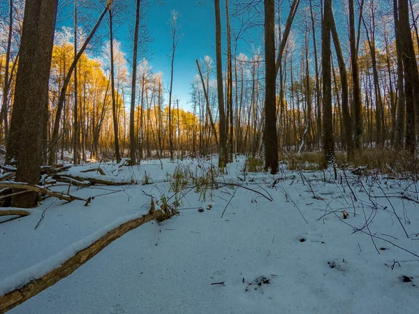 Winterliche Waldlandschaft Einem Sonnigen Tag Schöne Winterlandschaft — Stockfoto
