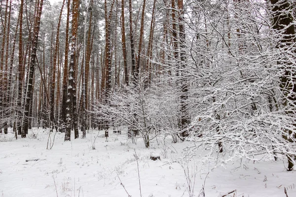 Inverno Floresta Bonito Paisagens Nevadas Neve Está Nos Galhos Das — Fotografia de Stock