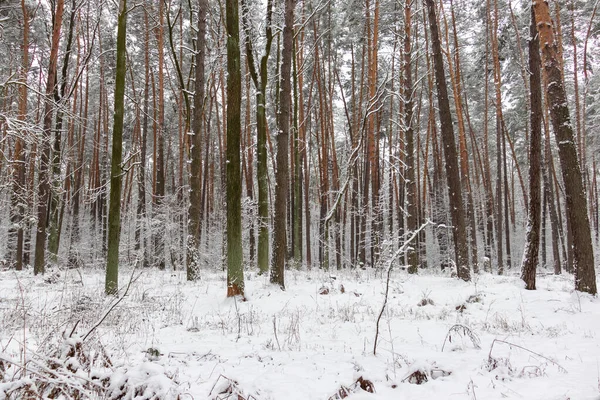Nádherná Lesní Zima Zasněžená Krajina Sníh Leží Větvích Stromů Zemi — Stock fotografie