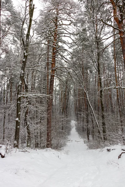 Nádherná Lesní Zima Zasněžená Krajina Sníh Leží Větvích Stromů Zemi — Stock fotografie